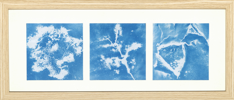 Three prints, in blue and white, of mold growth