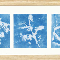 Three prints, in blue and white, of mold growth